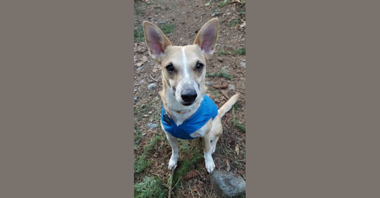 Hooke, an Australian Cattle Dog and Chihuahua mix tested with EmbarkVet.com