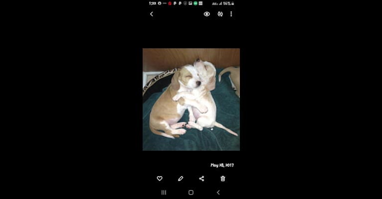 Photo of Sweety, a Beagle (5.5% unresolved) in South Carolina, USA
