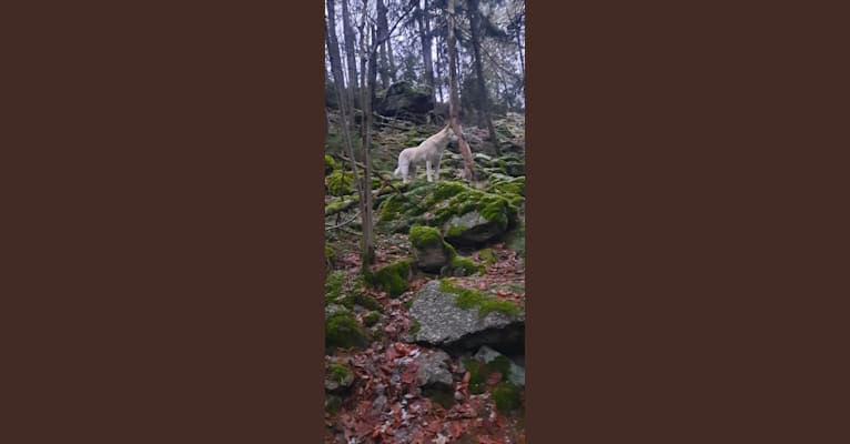 Widu, a Canaan Dog tested with EmbarkVet.com