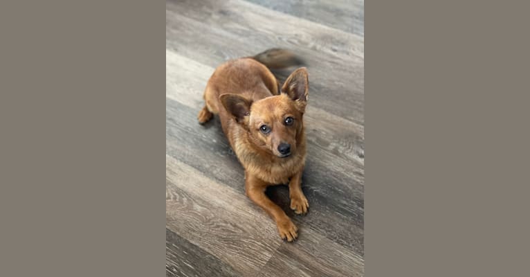 Faygo, a Chihuahua and Dachshund mix tested with EmbarkVet.com
