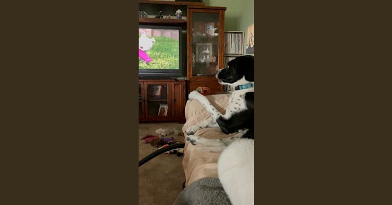 Photo of Dexter, a Great Pyrenees, American Pit Bull Terrier, and Miniature/MAS-type Australian Shepherd mix in Texas, USA
