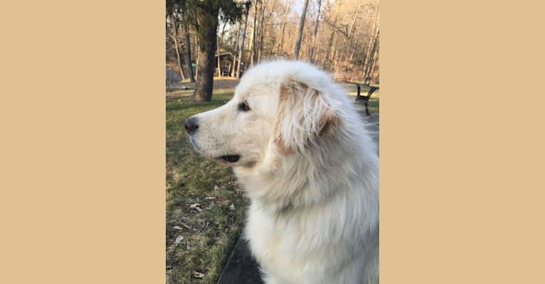 Stark, a Great Pyrenees and Mixed mix tested with EmbarkVet.com