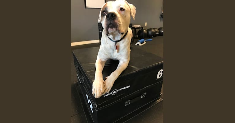 Magnus Bernard, an American Pit Bull Terrier and Boxer mix tested with EmbarkVet.com