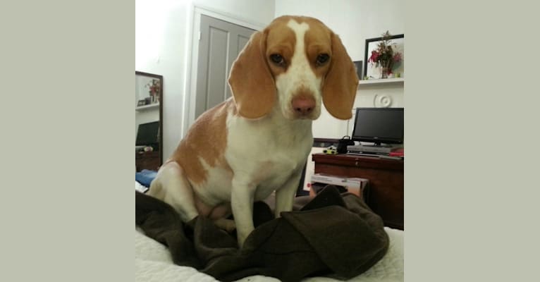 Isla, a Beagle tested with EmbarkVet.com