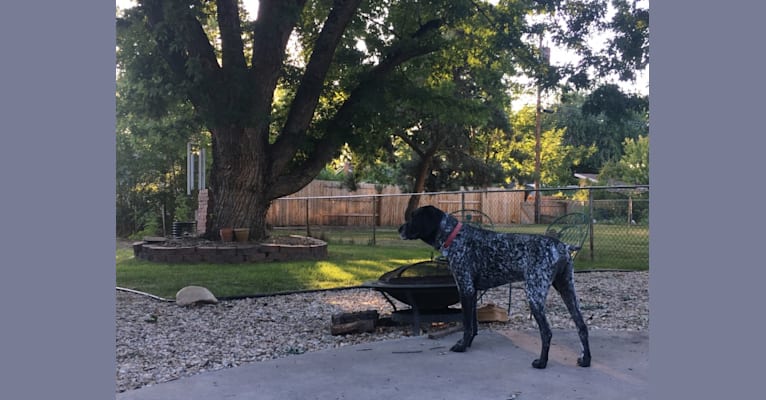 Duke, a German Shorthaired Pointer tested with EmbarkVet.com