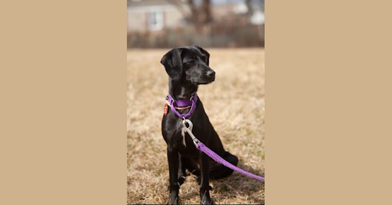 Photo of Raven, a Boykin Spaniel and Rat Terrier mix in South Carolina, USA