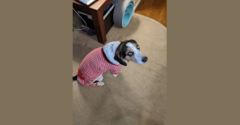 Otis, a Beagle tested with EmbarkVet.com