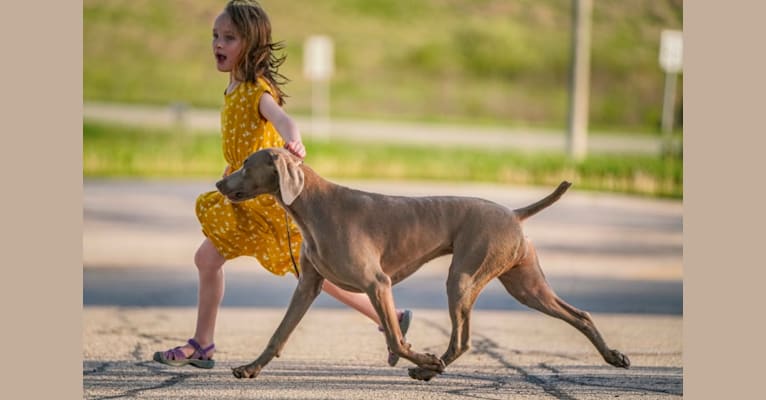 Photo of Angenehm's I Don't Need a Crown at Greyhaus, a Weimaraner  in Rapid City, SD, USA
