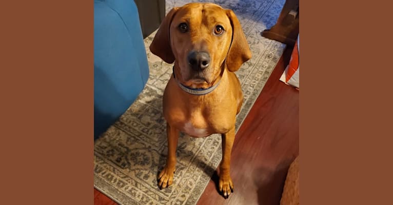Photo of Gus, a Redbone Coonhound, American Pit Bull Terrier, and American Staffordshire Terrier mix in Gig Harbor, Washington, USA