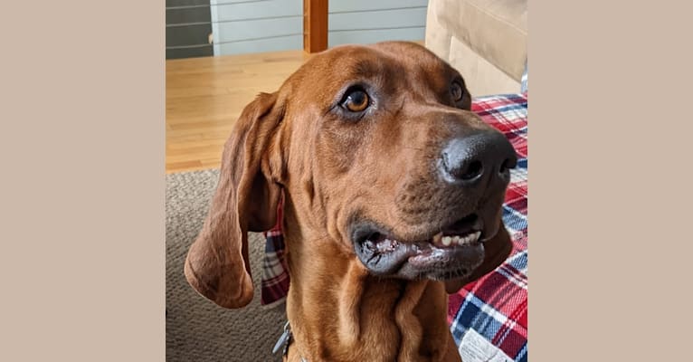 Photo of Tanner, a Redbone Coonhound  in Fort Worth, Texas, USA