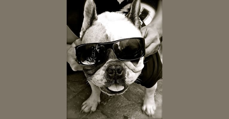 Sasha, a French Bulldog tested with EmbarkVet.com