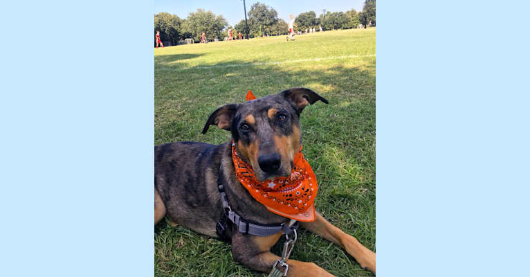 Dude, an Australian Cattle Dog and Catahoula Leopard Dog mix tested with EmbarkVet.com