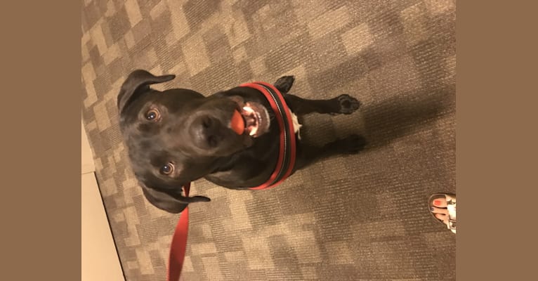 Maximus, a Labrador Retriever and American Pit Bull Terrier mix tested with EmbarkVet.com