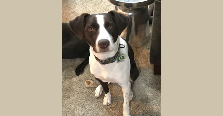 German shorthaired pointer border collie mix 2025