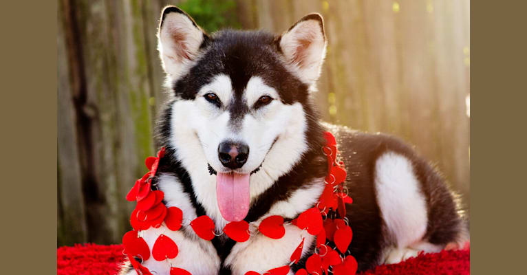 Tonka, an Alaskan Malamute tested with EmbarkVet.com