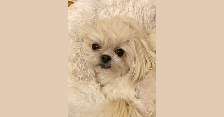 Aria, a Maltese and Pekingese mix tested with EmbarkVet.com