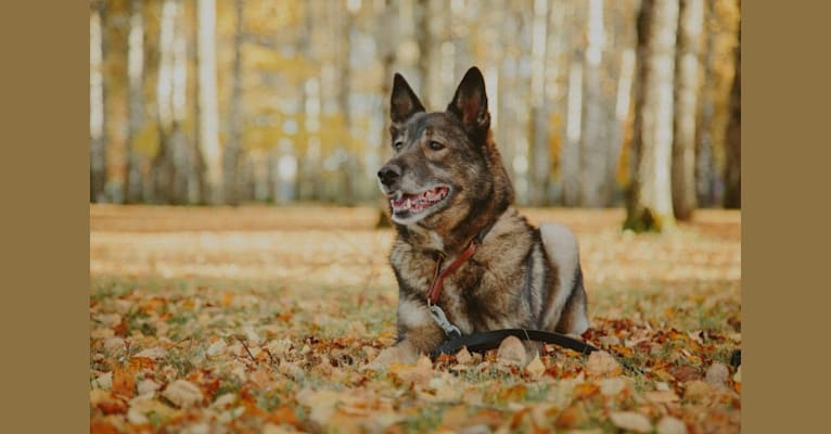 Rommi, a Norwegian Elkhound and Finnish Lapphund mix tested with EmbarkVet.com