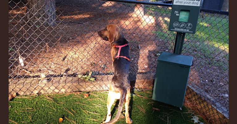 Maile, a Bloodhound tested with EmbarkVet.com