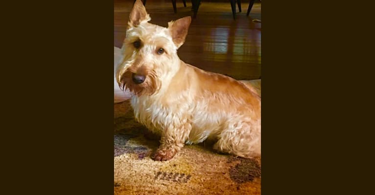 ELIDORS WILD ABOUT HARRY AT DBL, a Scottish Terrier tested with EmbarkVet.com