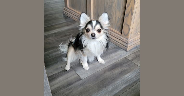 Dallas, a Chihuahua tested with EmbarkVet.com