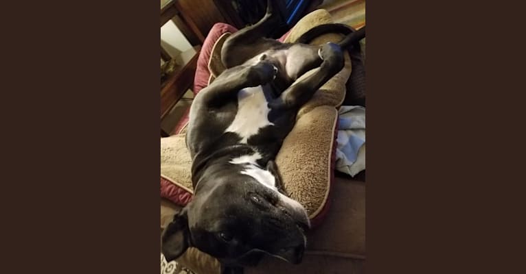 Embark Dog Dna Test Breed