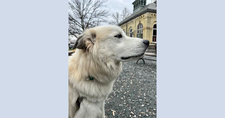 Tucker, a Great Pyrenees and Siberian Husky mix tested with EmbarkVet.com