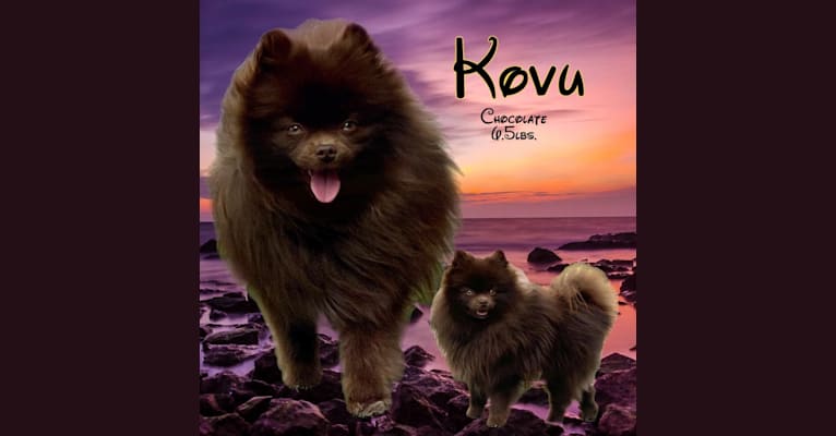Kovu, a Pomeranian tested with EmbarkVet.com