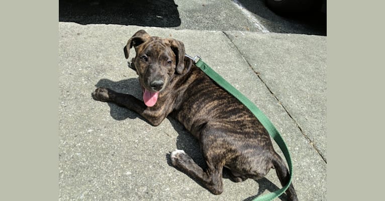 Brindle foxhound hot sale