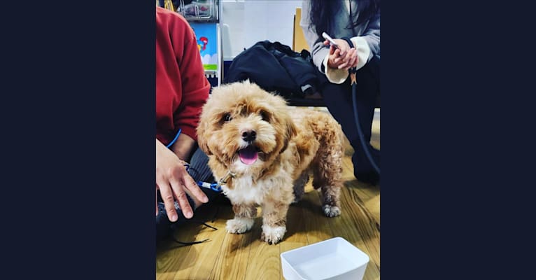 Turner, a Japanese or Korean Village Dog and Cocker Spaniel mix tested with EmbarkVet.com