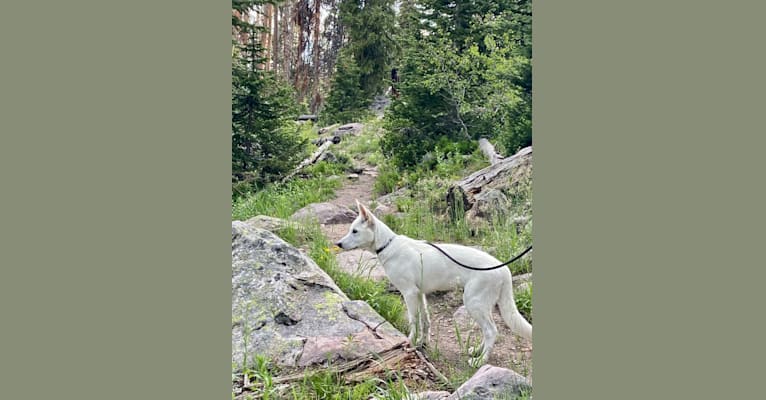 Nanuq a dog tested with EmbarkVet.com