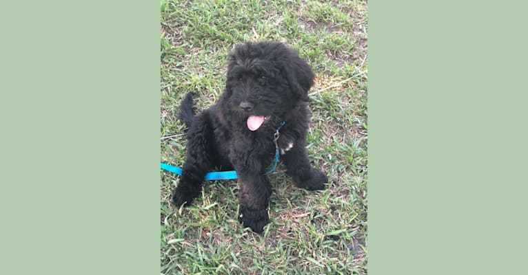 Leopold, a Newfypoo tested with EmbarkVet.com