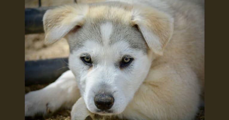 Jetty, an Alaskan Malamute and German Shepherd Dog mix tested with EmbarkVet.com