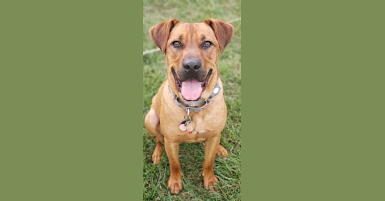 Red, a Redbone Coonhound and American Bulldog mix tested with EmbarkVet.com