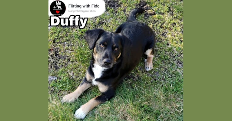 Duffy, a Poodle (Small) and Cocker Spaniel mix tested with EmbarkVet.com