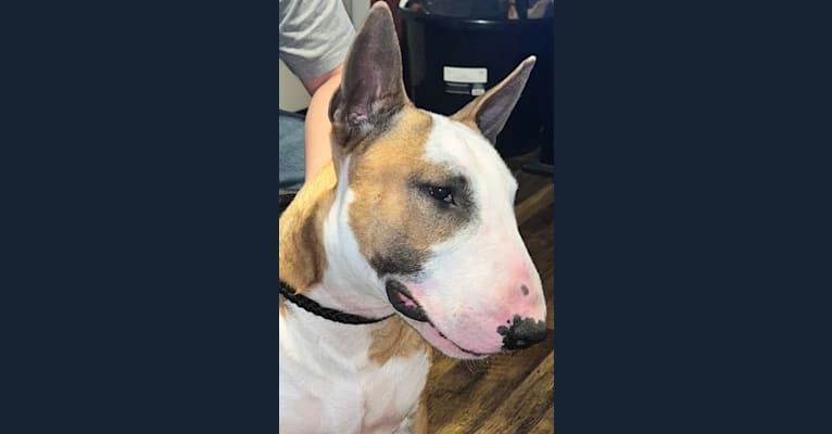 Julius Caesar, a Bull Terrier tested with EmbarkVet.com