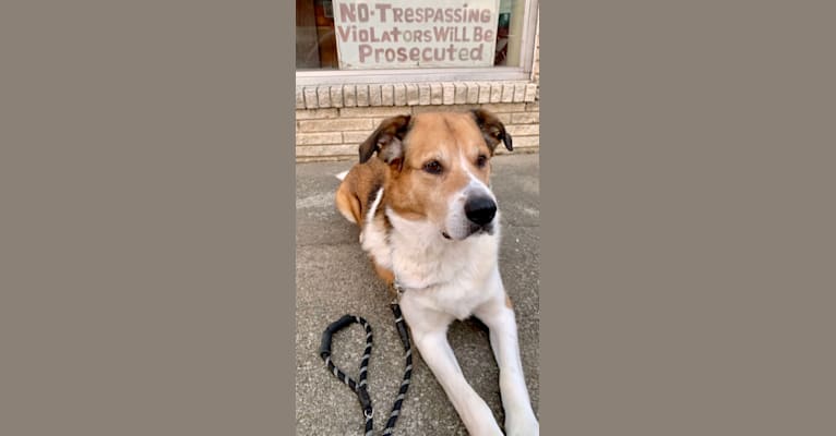 Photo of Cujo, a Great Pyrenees, Rottweiler, and Beagle mix in Galax, Virginia, USA
