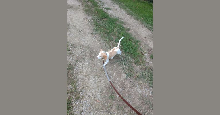 Lusa, a Beagle tested with EmbarkVet.com