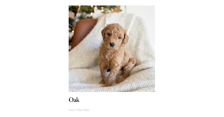 Oak, a Goldendoodle tested with EmbarkVet.com