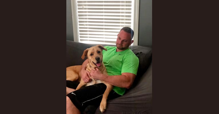 Brock, a Labrador Retriever and Rottweiler mix tested with EmbarkVet.com