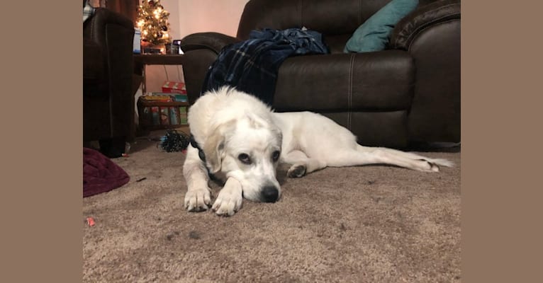 Neva, a Great Pyrenees tested with EmbarkVet.com