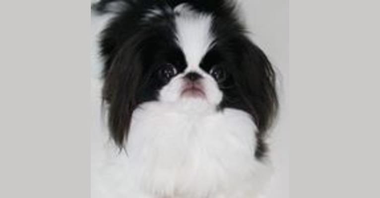 Bella, a Japanese Chin tested with EmbarkVet.com