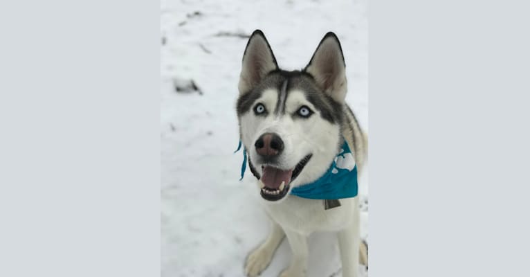 Baxter, a Siberian Husky tested with EmbarkVet.com