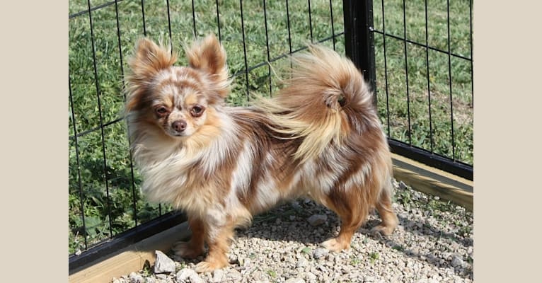 Arizona, a Chihuahua tested with EmbarkVet.com