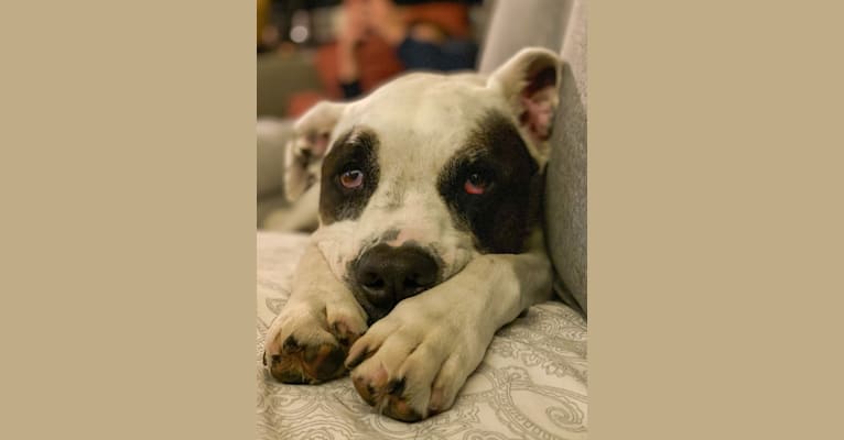 Aubin, an American Bulldog and Brittany mix tested with EmbarkVet.com