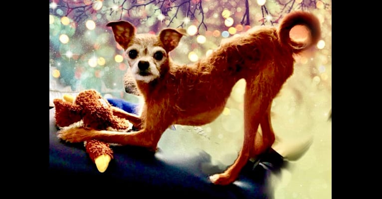 Photo of Tippy, a Chihuahua and Poodle (Small) mix in Gig Harbor, Washington, USA