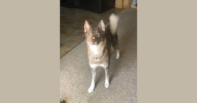 Photo of Georgia Rae, a Siberian Husky  in Frankfort, Michigan, USA