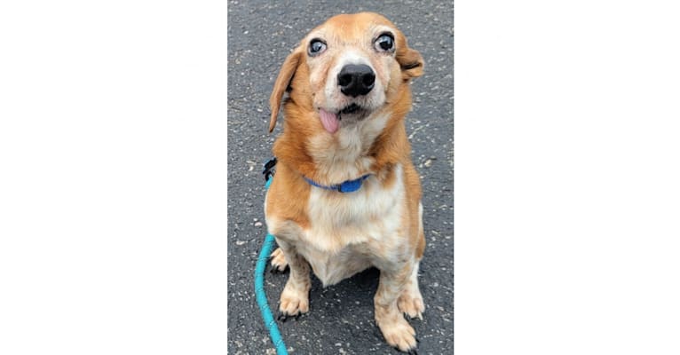 Photo of Oogie, a Beagle, Chow Chow, Russell-type Terrier, and Mixed mix in Louisville, Kentucky, USA