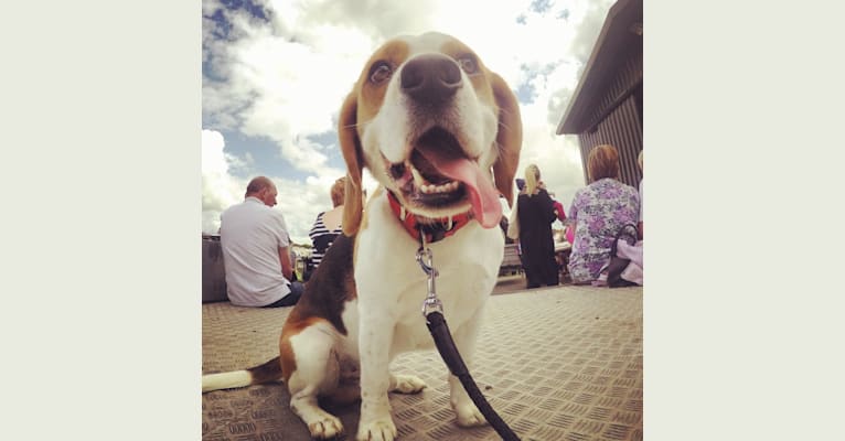 Charlie, a Beagle and Coonhound mix tested with EmbarkVet.com