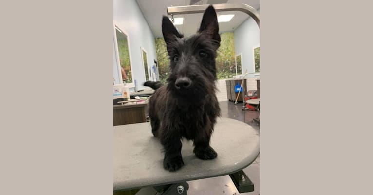 Photo of Obee, a Scottish Terrier  in Lawrenceburg, Tennessee, USA