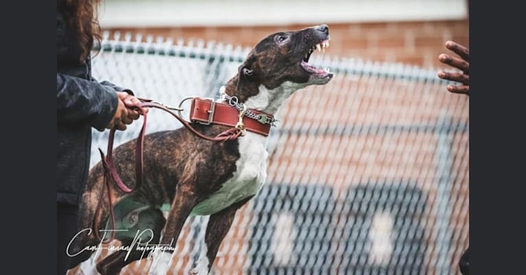 Serendipity, a Bull Terrier tested with EmbarkVet.com